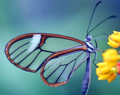 blue butterfly with clear wings sitting on yellow flower